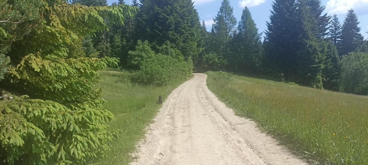 Gosciniec Dziubasowki