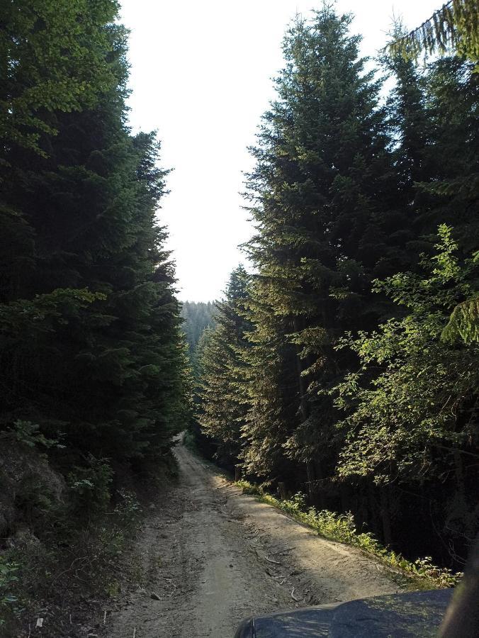 Gosciniec Dziubasowki *