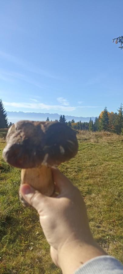 Chalet Gosciniec Dziubasowki Nowy Targ